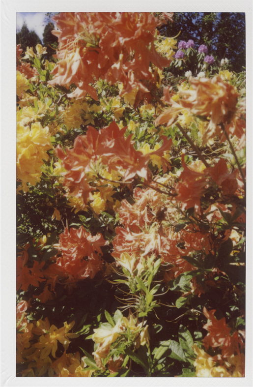 blommor